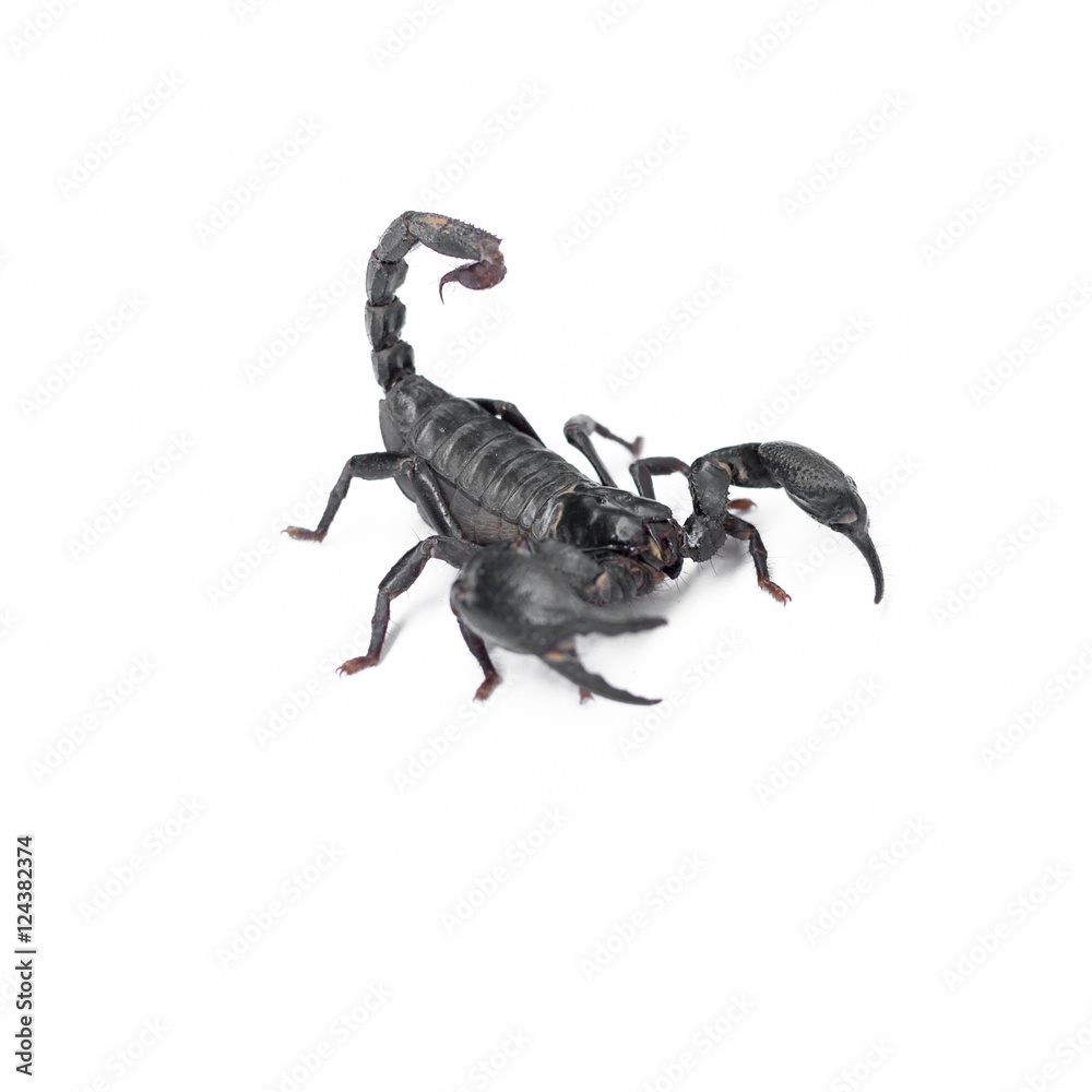Scorpion isolated on white background Scorpion isolated on white background