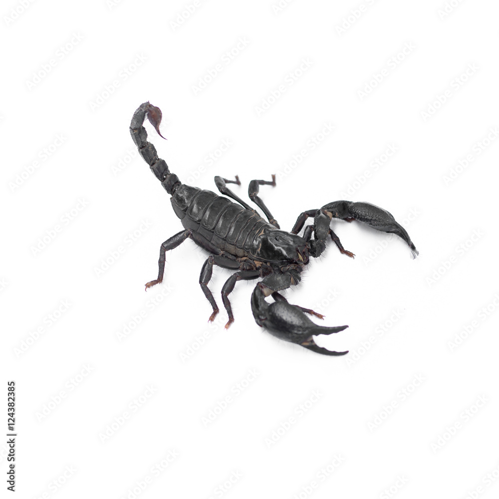 Scorpion isolated on white background Scorpion isolated on white background