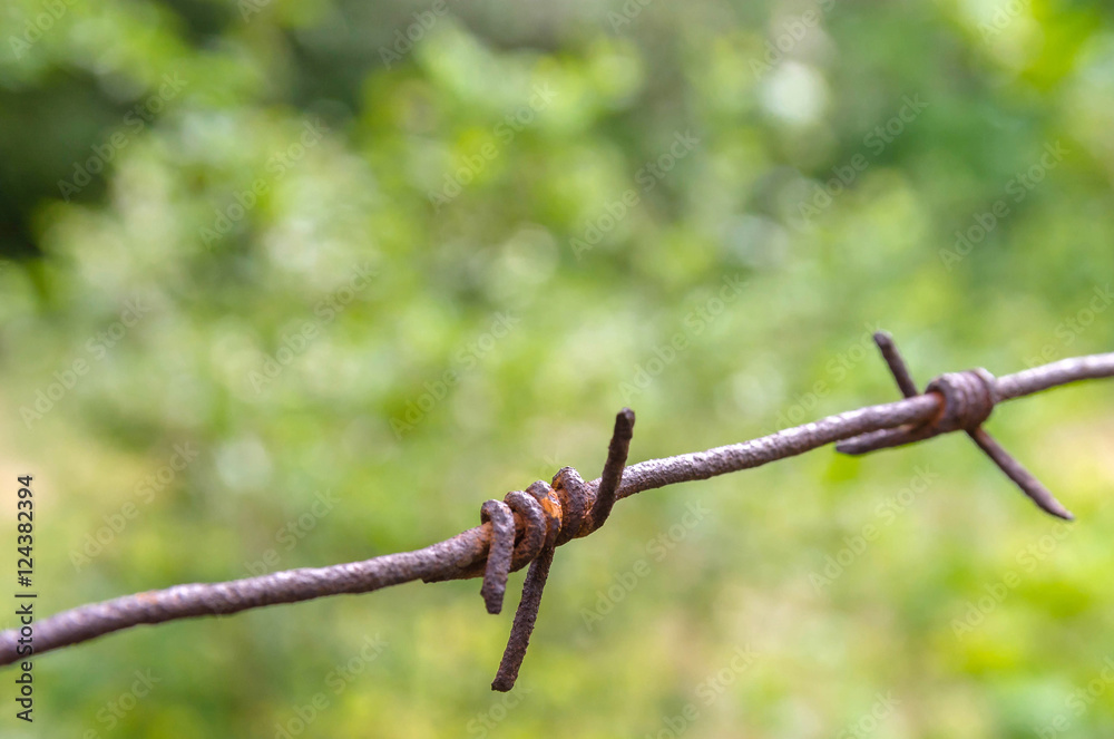 Barbed wire fence on a green background trees. Rusty and the old. Barbed wire fence on a green background trees. Rusty and the old.