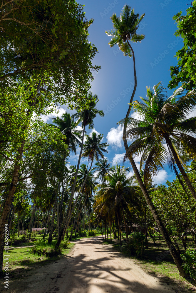 Country road through plantation of coconut trees, La Digue, Seychelles Country road through plantation of coconut trees, La Digue, Seychelles