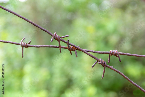 Barbed wire fence on a green background trees. Rusty and the old.