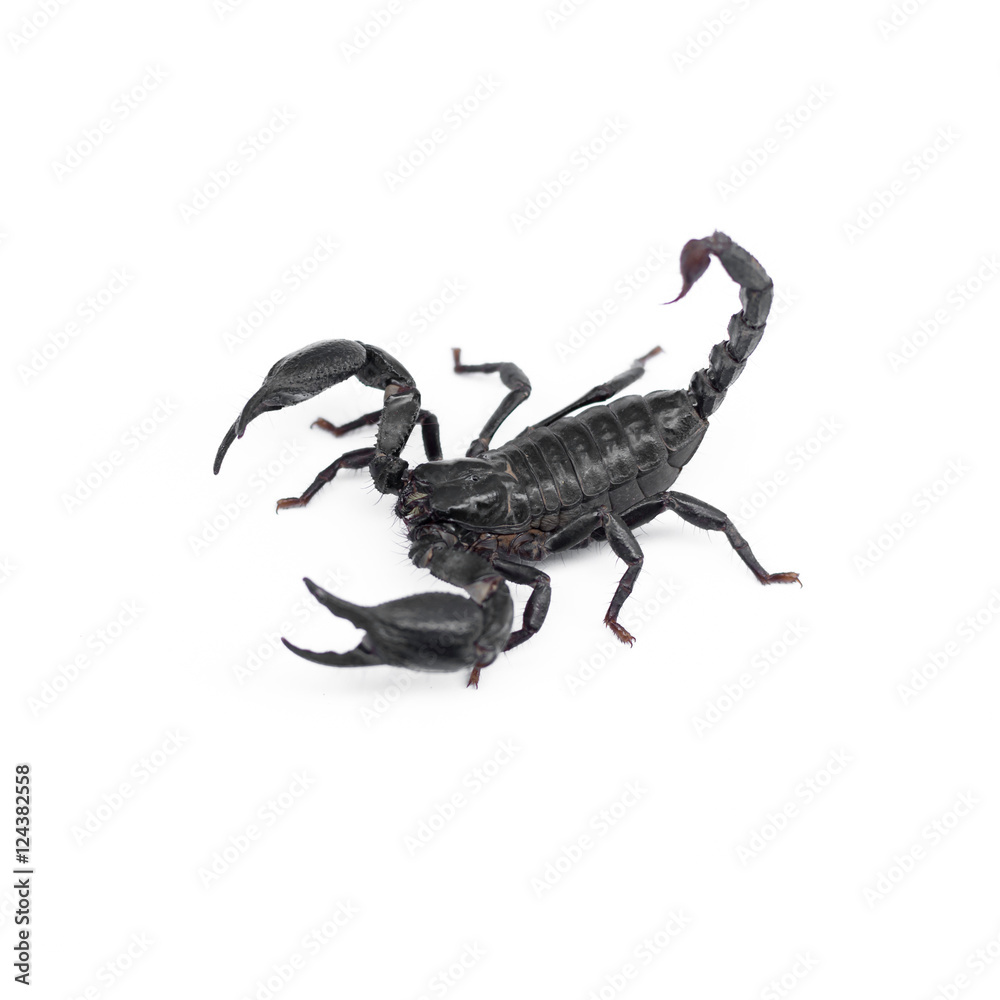 Scorpion isolated on white background Scorpion isolated on white background
