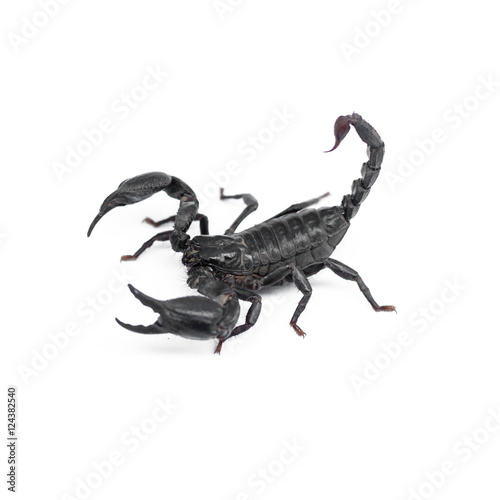 Scorpion isolated on white background