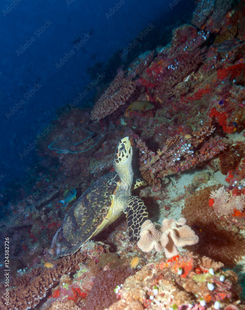 Fototapeta premium Green turtle laying on coral seabed Maldives