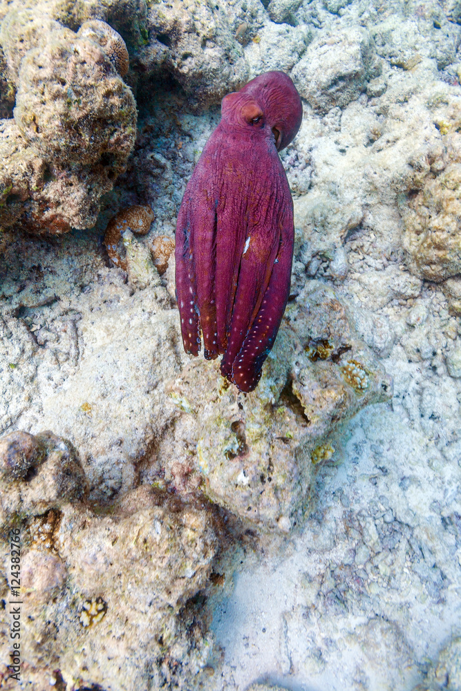 Alive red octopus sitting on coral reef, Maldives