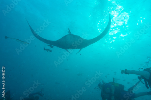 Underwater divers are watching mantas at a cleaning station, Mal