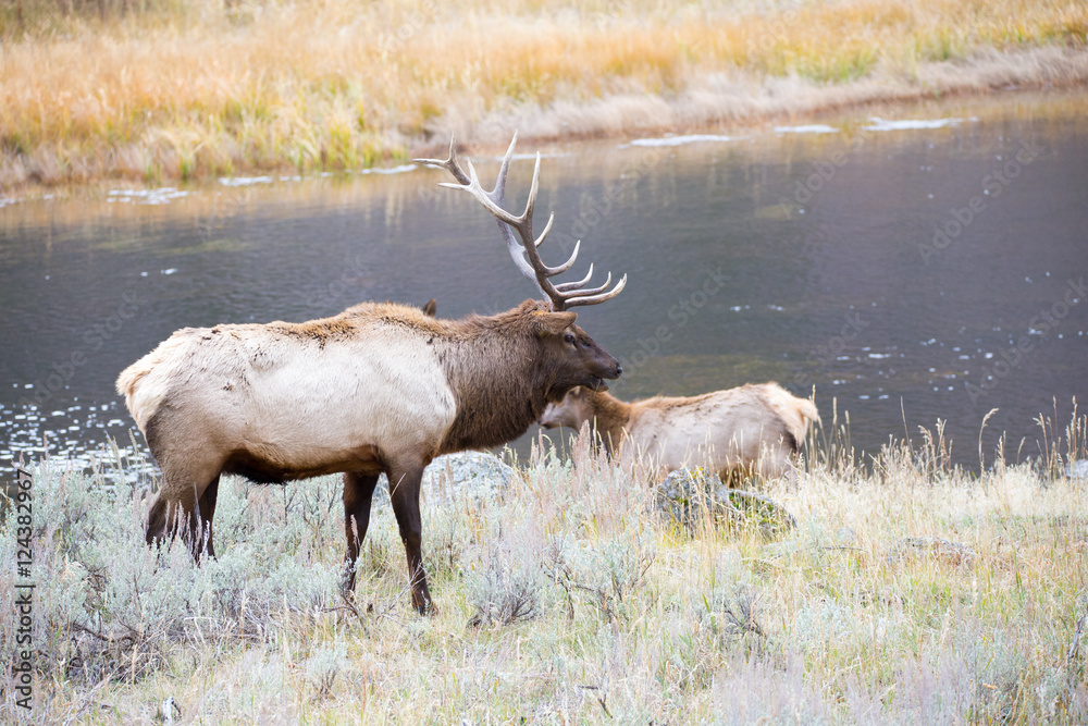 Obraz premium Bull Elk.