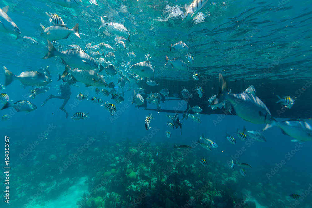 Fototapeta premium Underwater from Bermuda Island