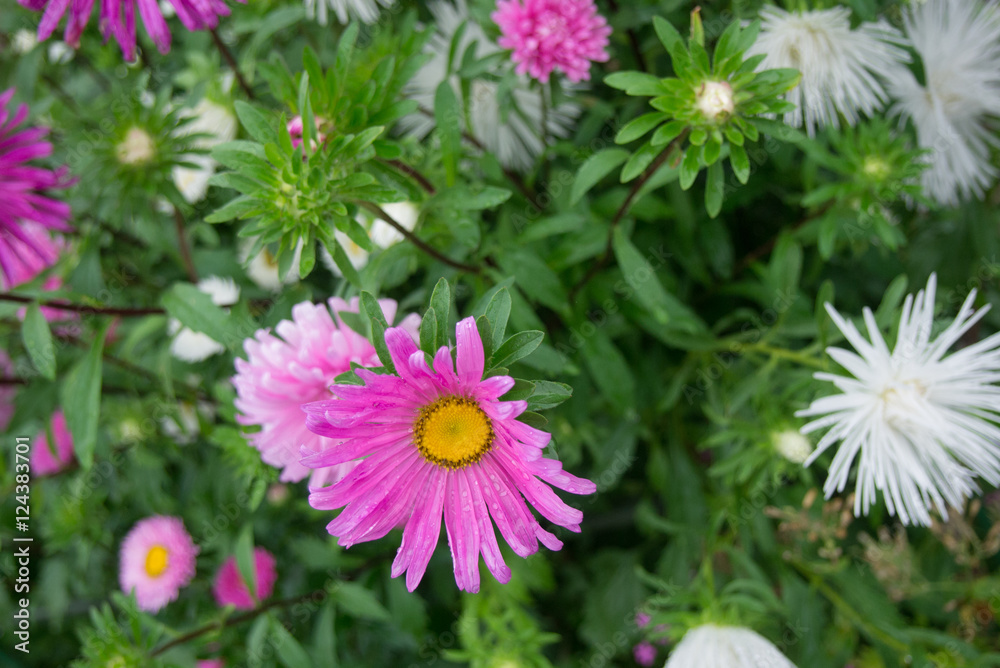 可憐な花 可憐な花