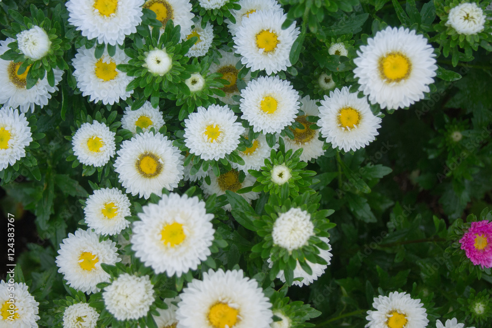 可憐な花