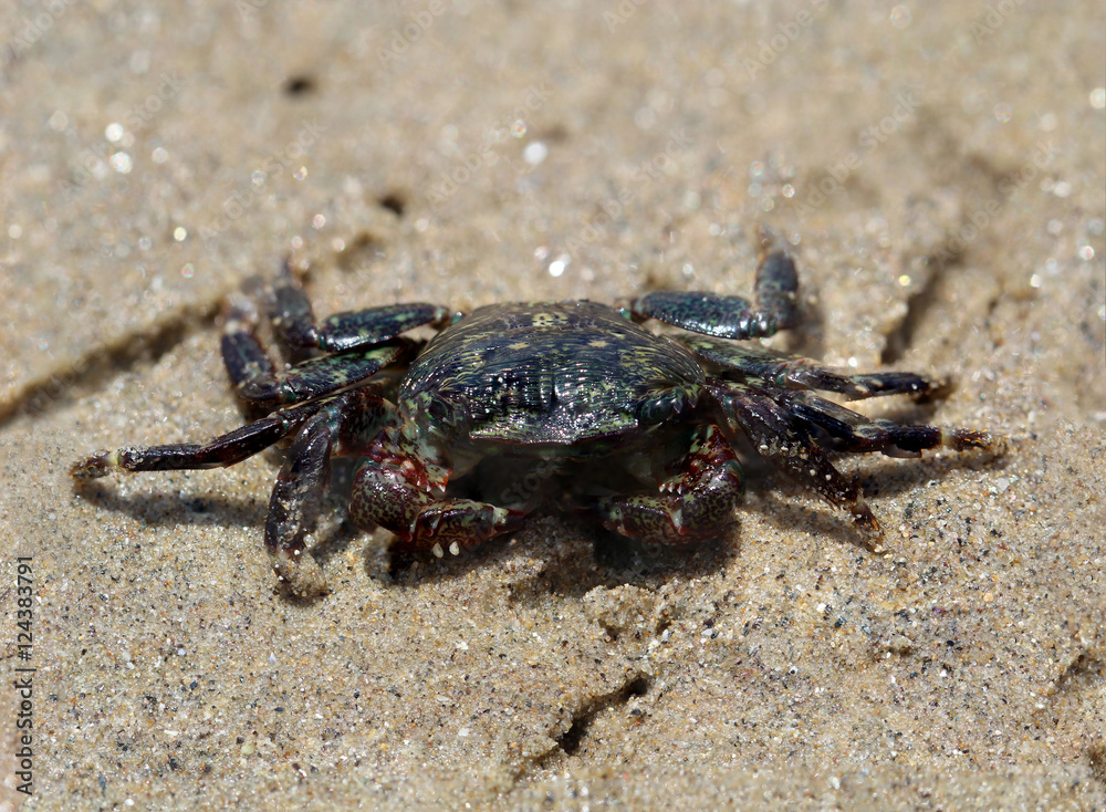 Krabbe (Brachyura), USA, Kalifornien, Strandkrabbe,