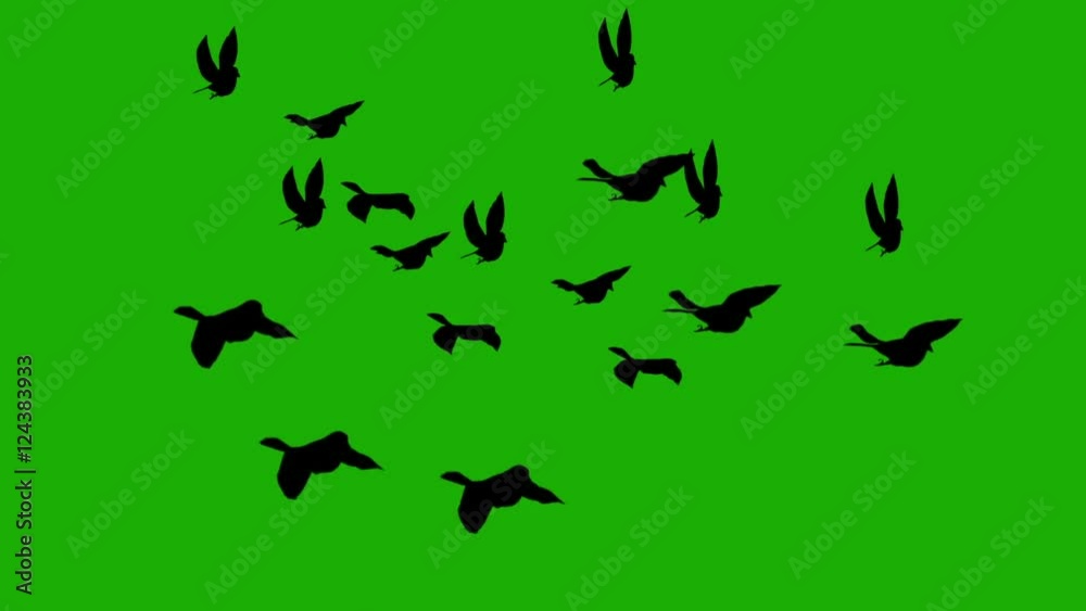 silhouette birds on green screen background (for horror, halloween movies) silhouette birds on green screen background (for horror, halloween movies)