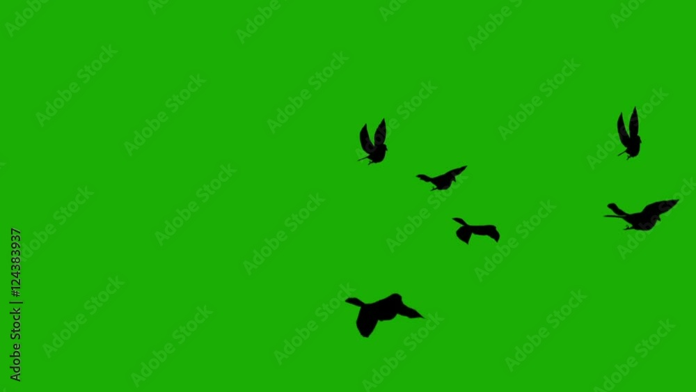 silhouette birds on green screen background (for horror, halloween movies) silhouette birds on green screen background (for horror, halloween movies)