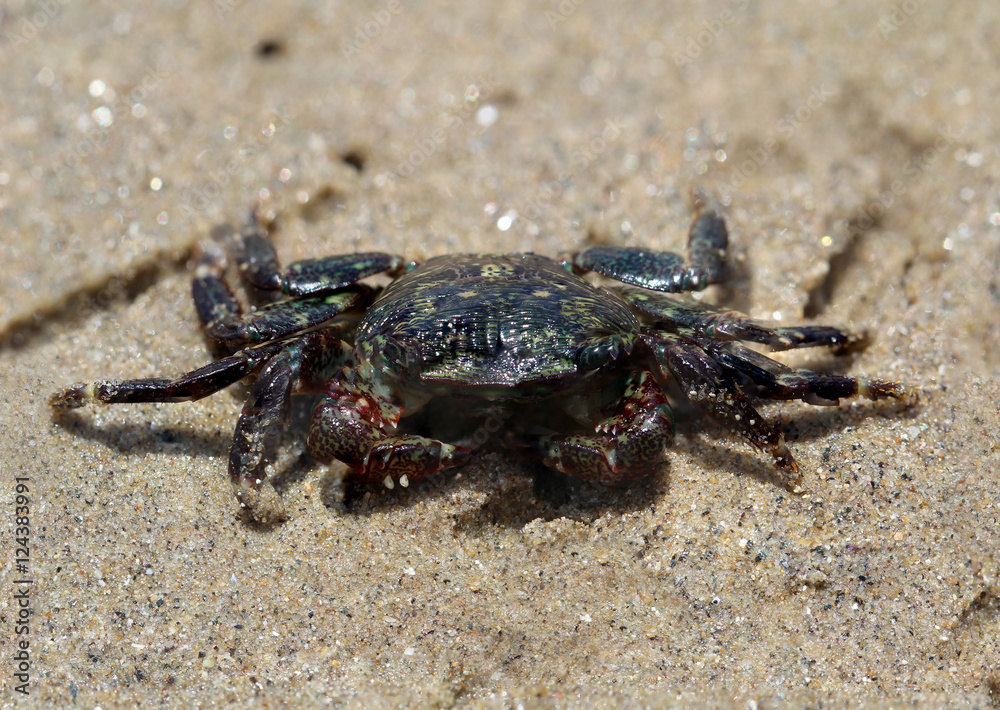 Krabbe (Brachyura), USA, Kalifornien, Strandkrabbe,
