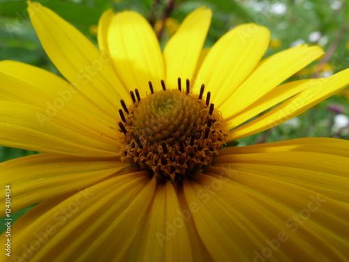 rudbeckia