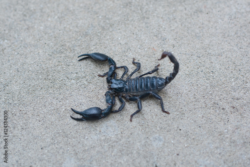 Asian black scorpion concrete floor background