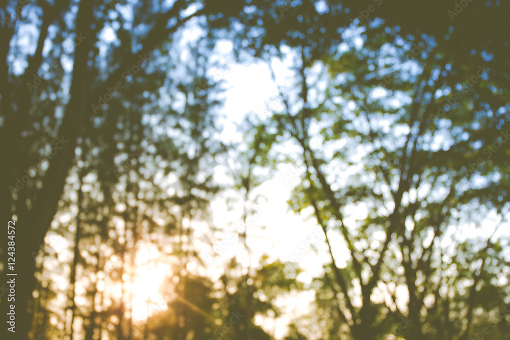 Naklejka premium Blur image of pine forest background.(Processed in vintage colour tone)