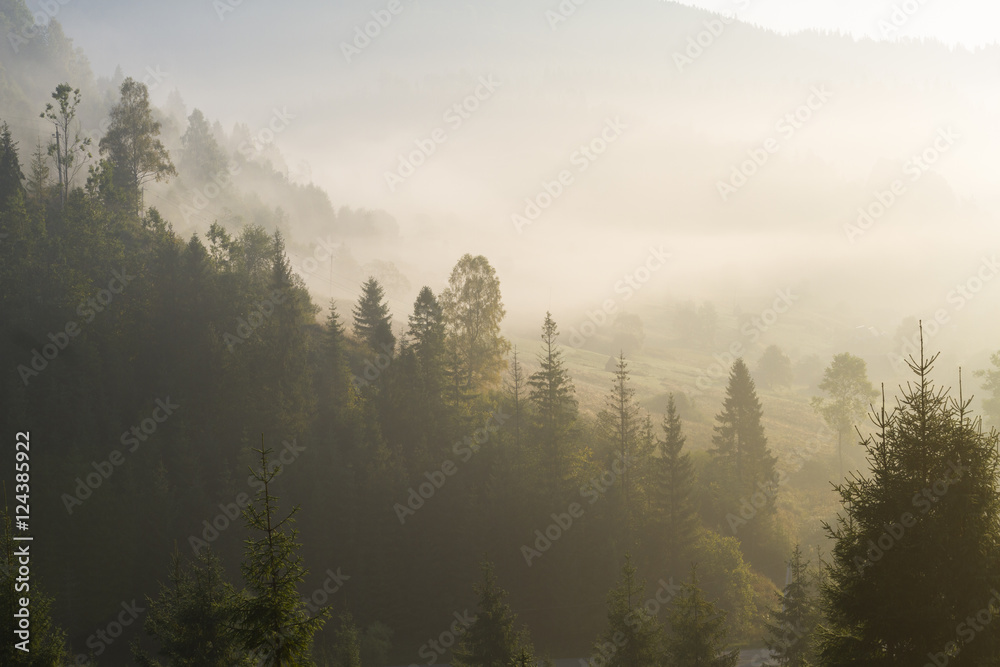 at morning dawn mist over forest in mountains