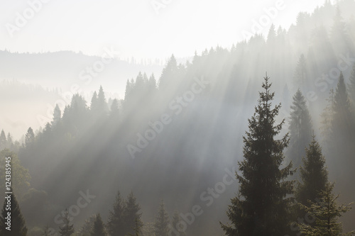 at morning dawn mist over forest in mountains