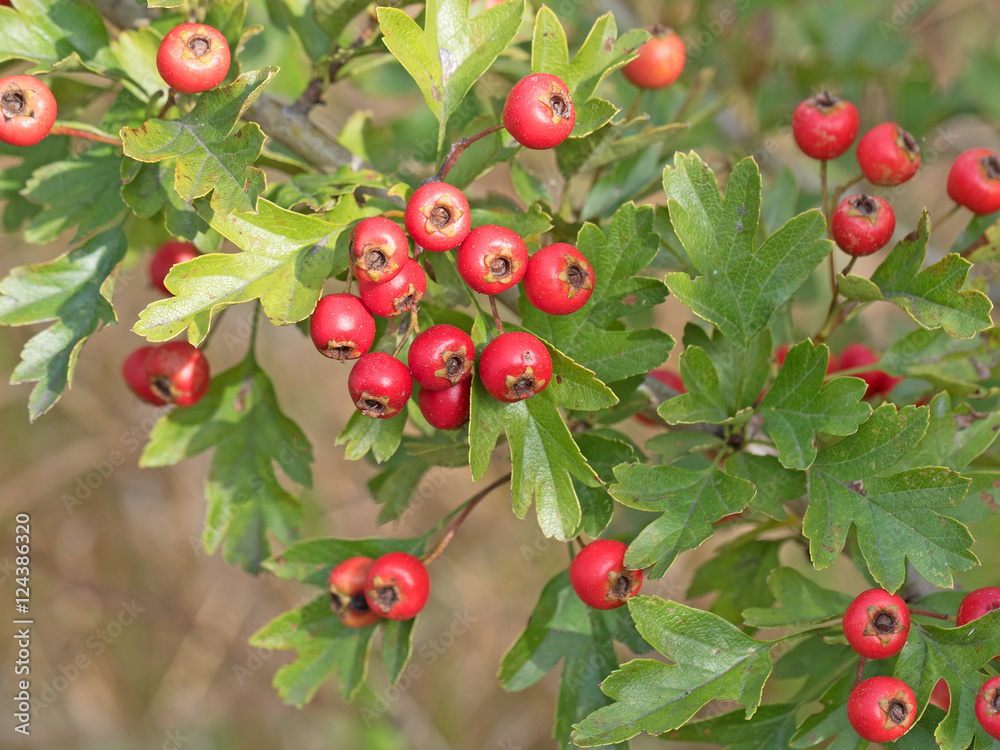 Weißdorn, Crataegus Weißdorn, Crataegus