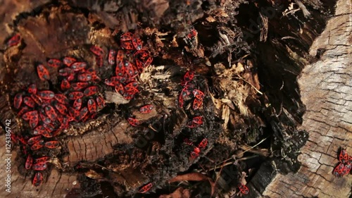 The firebug or Pyrrhocoris apterus photo