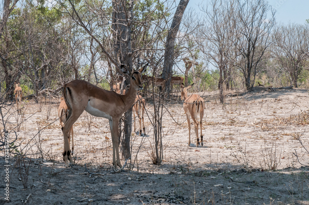 safari in bostwana safari in bostwana