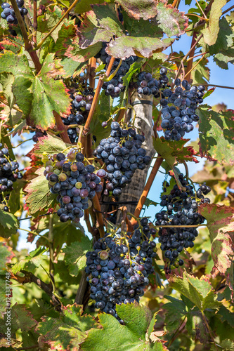 Wine grapes on the vine late in autumn, for a late harvest photo