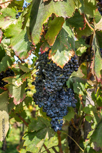 Wine grapes on the vine late in autumn, for a late harvest photo