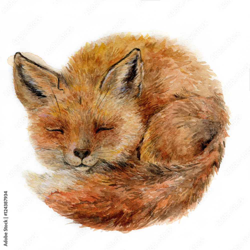 Watercolor cute sleepy fox isolated on white. Dreamy animal 