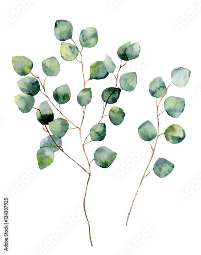 Photo Watercolor silver dollar eucalyptus with round leaves and branches