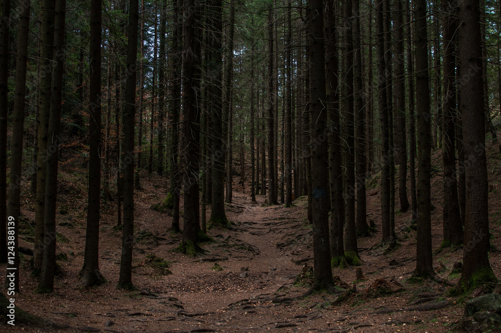 Trail in the dark forest