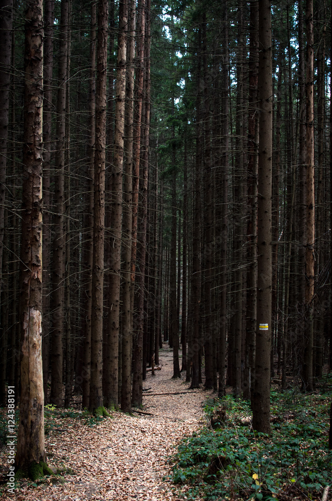 Fototapeta premium Trail in the dark forest
