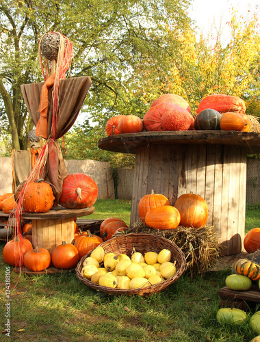 Autumn harvest colorful  pumpkins in different varieties.