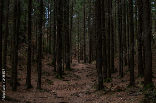 Trail in the dark forest