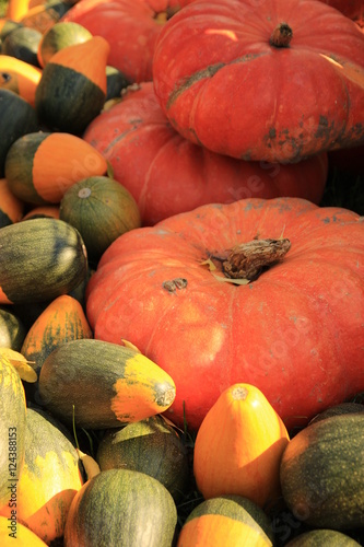 Autumn harvest colorful pumpkins in different varieties.