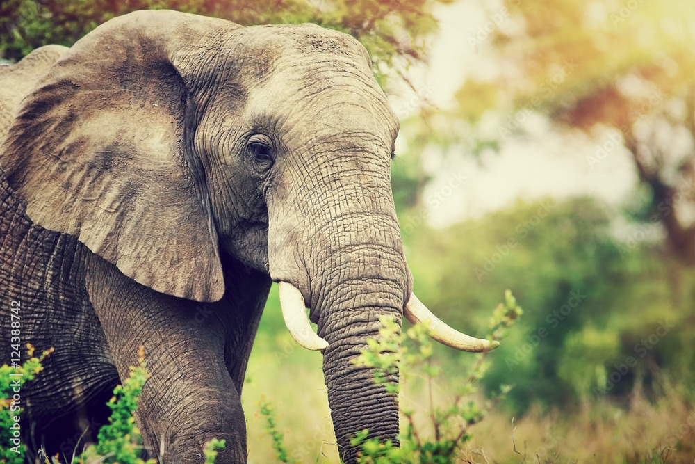 Obraz premium Portret dzikiego słonia