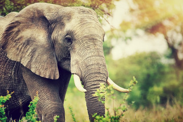Papier peint photo Éléphant Portrait d'éléphant sauvage en Afrique  © Anna Om
