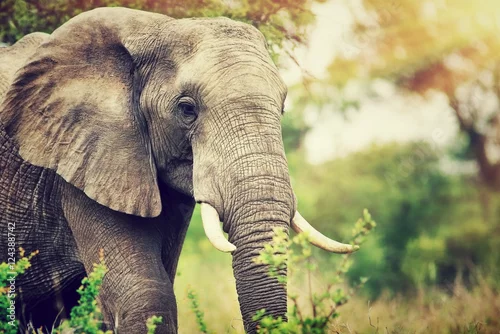 Obraz Portret dzikiego słonia