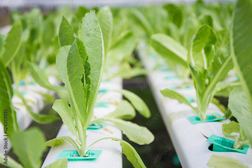 Fototapeta premium Photograph of hydroponic vegetable farm.