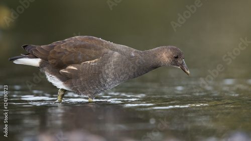 Common Moorhen, Moorhen, Gallinula chloropus