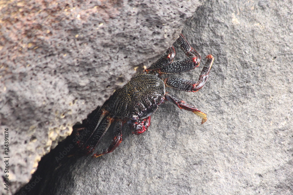 Krebs zwischen Felsen