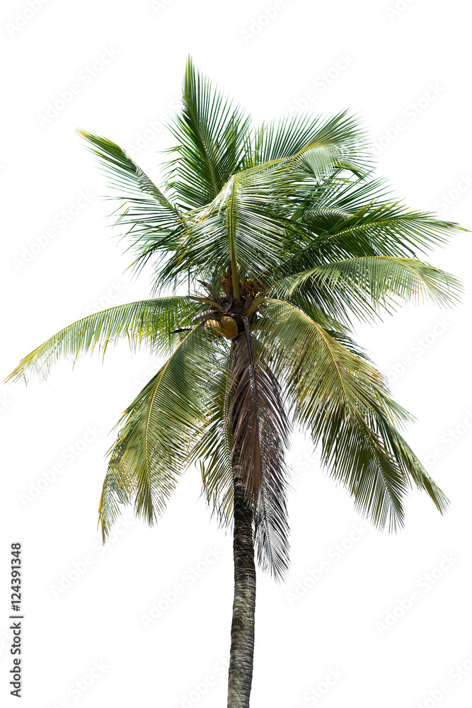 Naklejka premium palm tree of coconut isolated on white background