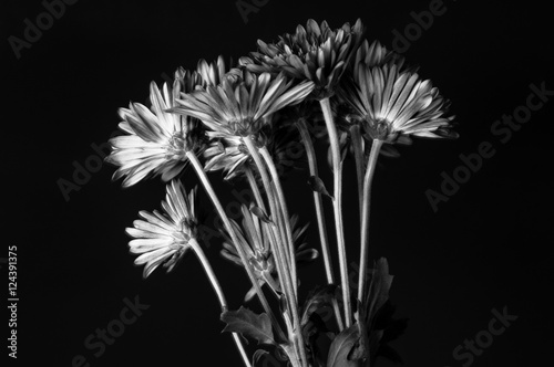 Chrysanthemum Spray - Chrysanthemum asteraceae  7