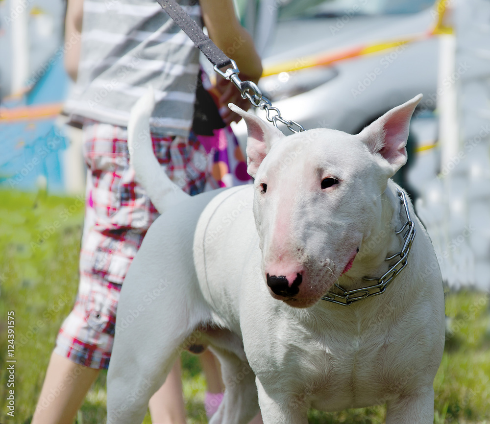 A pitbull on a leash