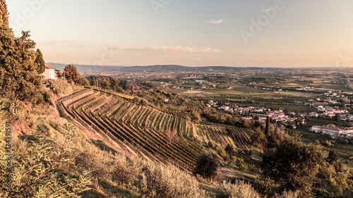 Sunset in the vineyard © zakaz86