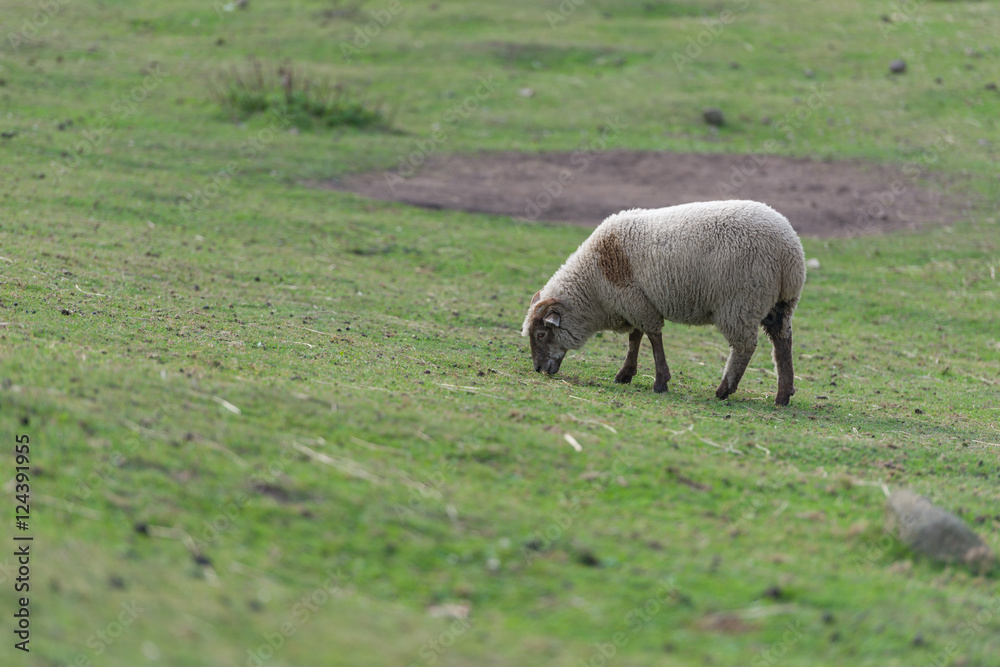 Sheep pasture