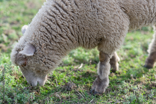 Sheep grazing © pitr134