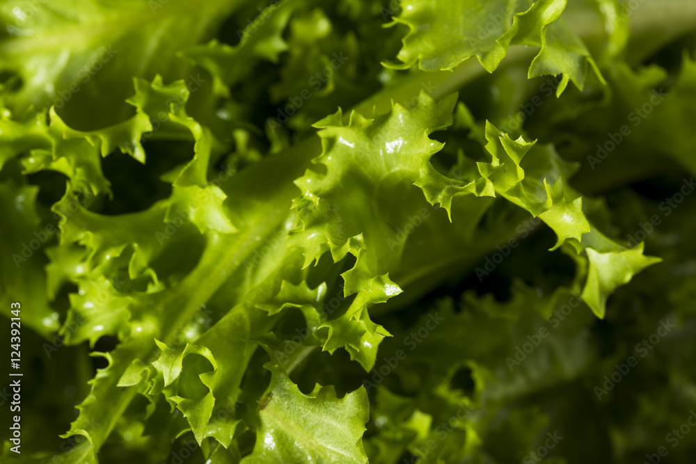 Raw Green Organic Endive Salad Raw Green Organic Endive Salad