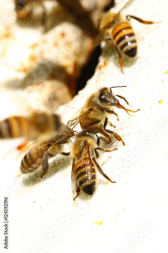 Honeybees by the entrance of a beehive macro © miq1969