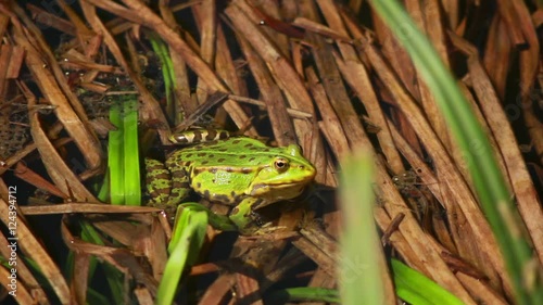 Frog Sitting In Rushes 2 photo